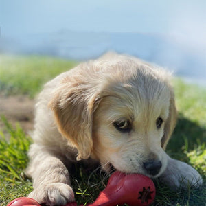 Why Every Dog Needs Bite Resistant Rubber Grinding Toys