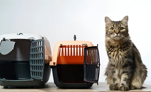 Choosing Perfect Pet Carrier For Safe walk