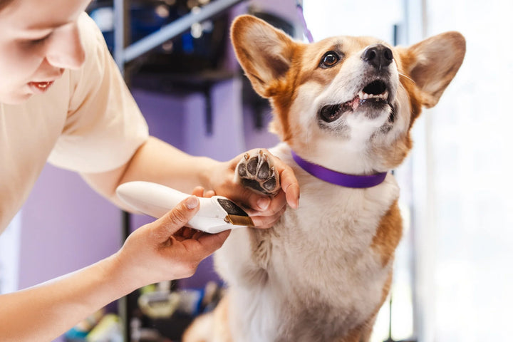 Essential Pet Grooming For Healthy Pets